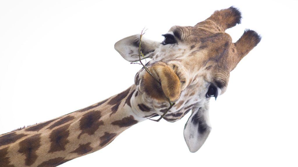 Long-necked giraffe